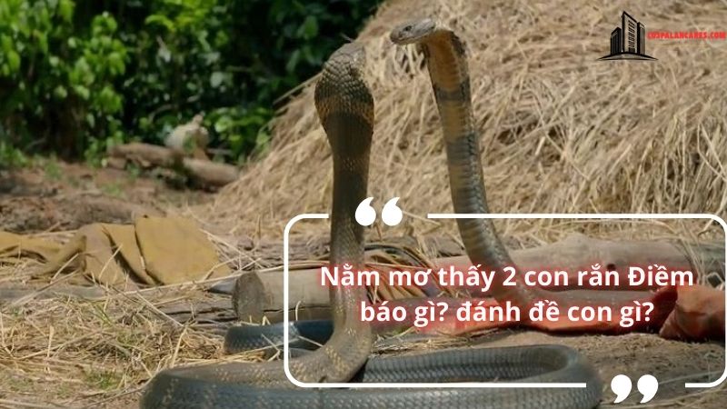 Nằm mơ thấy hai con rắn điềm báo gì?