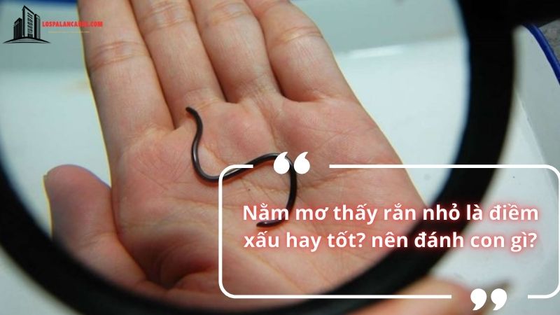 Nằm mơ thấy rắn nhỏ điềm báo gì?